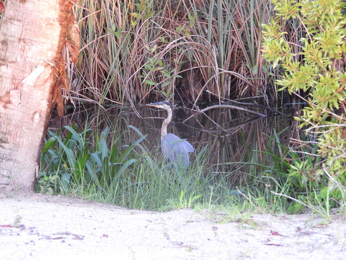 Great Blue Heron - ML638873774
