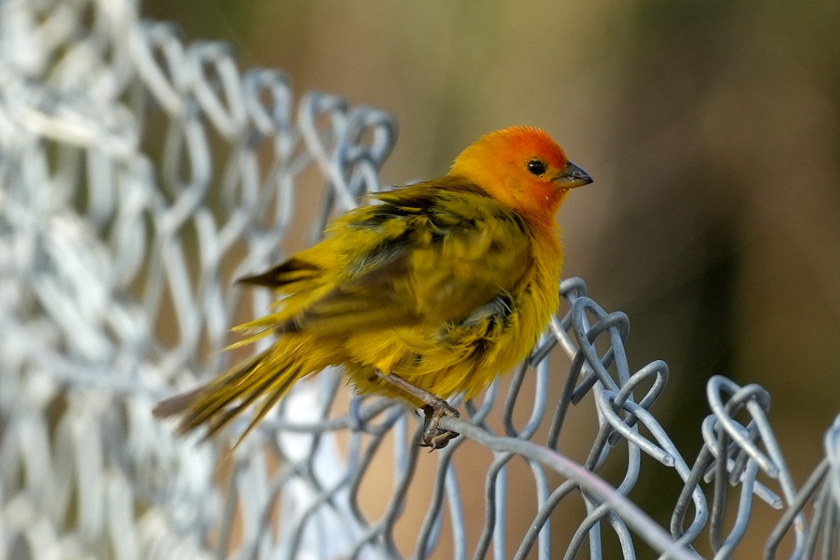 Saffron Finch - ML638873781
