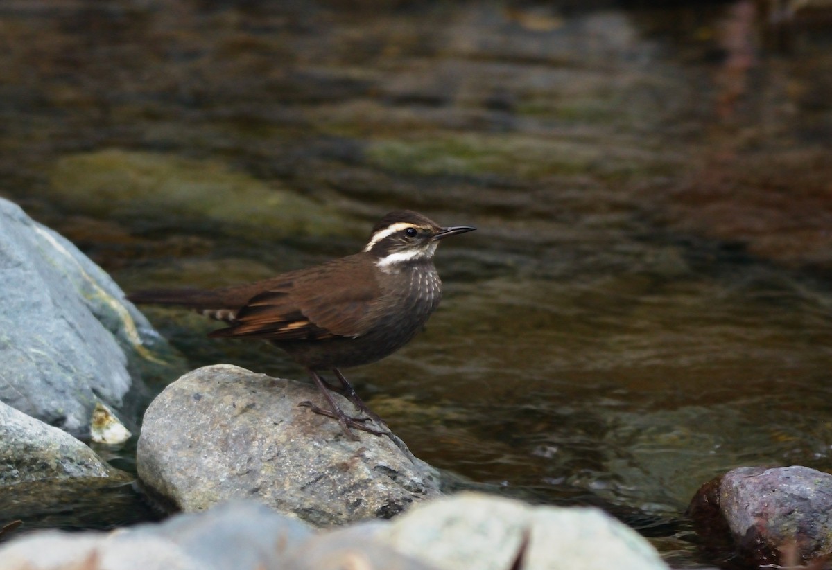 Dark-bellied Cinclodes - ML638873785