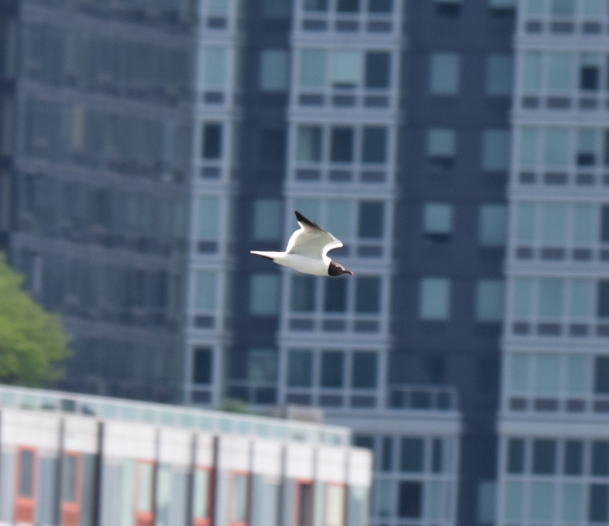 Laughing Gull - ML638873790