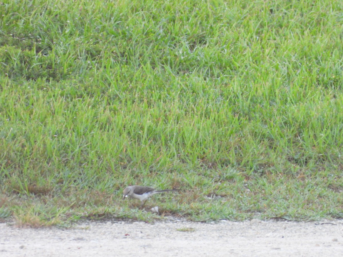 Northern Mockingbird - ML638873793