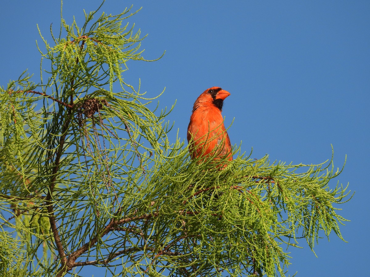 Northern Cardinal - ML638873797
