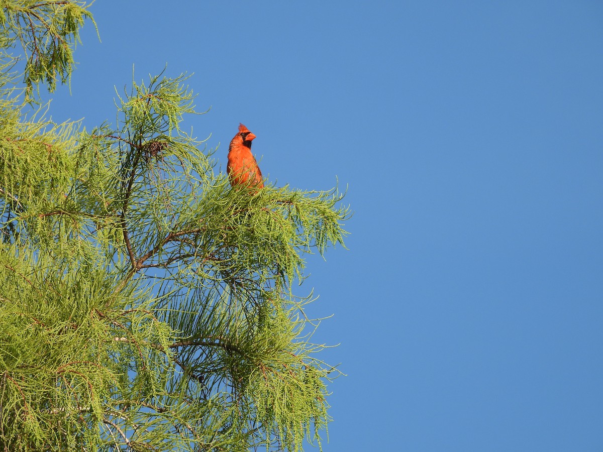 Northern Cardinal - ML638873798