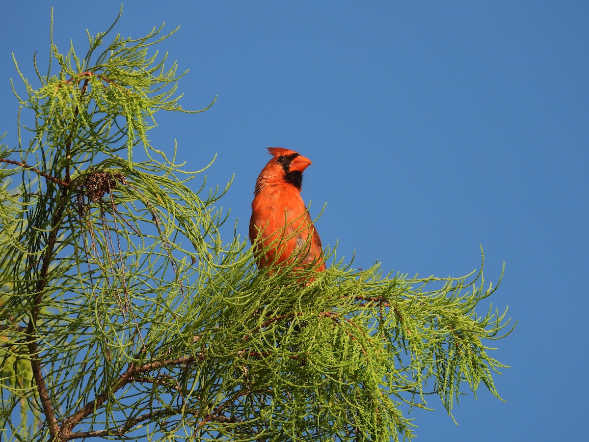 Northern Cardinal - ML638873799