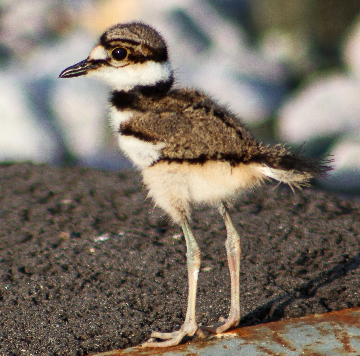Killdeer - ML638873822