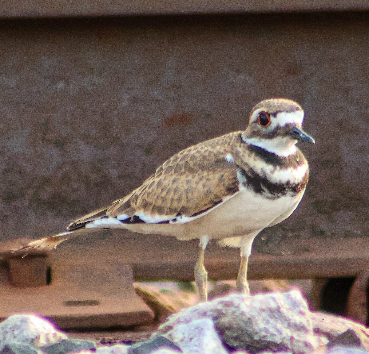 Killdeer - ML638873825
