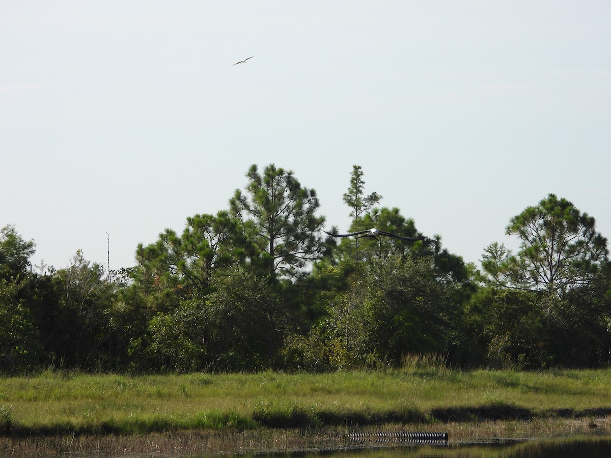 Swallow-tailed Kite - ML638873843