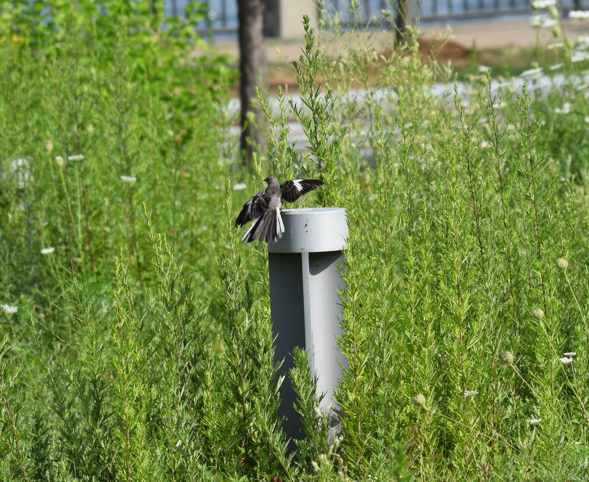 Northern Mockingbird - ML638873844