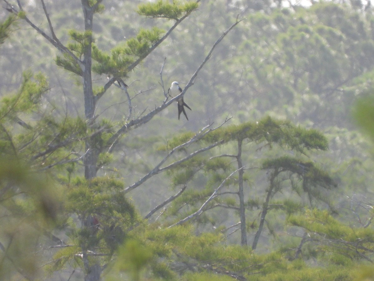 Swallow-tailed Kite - ML638873845