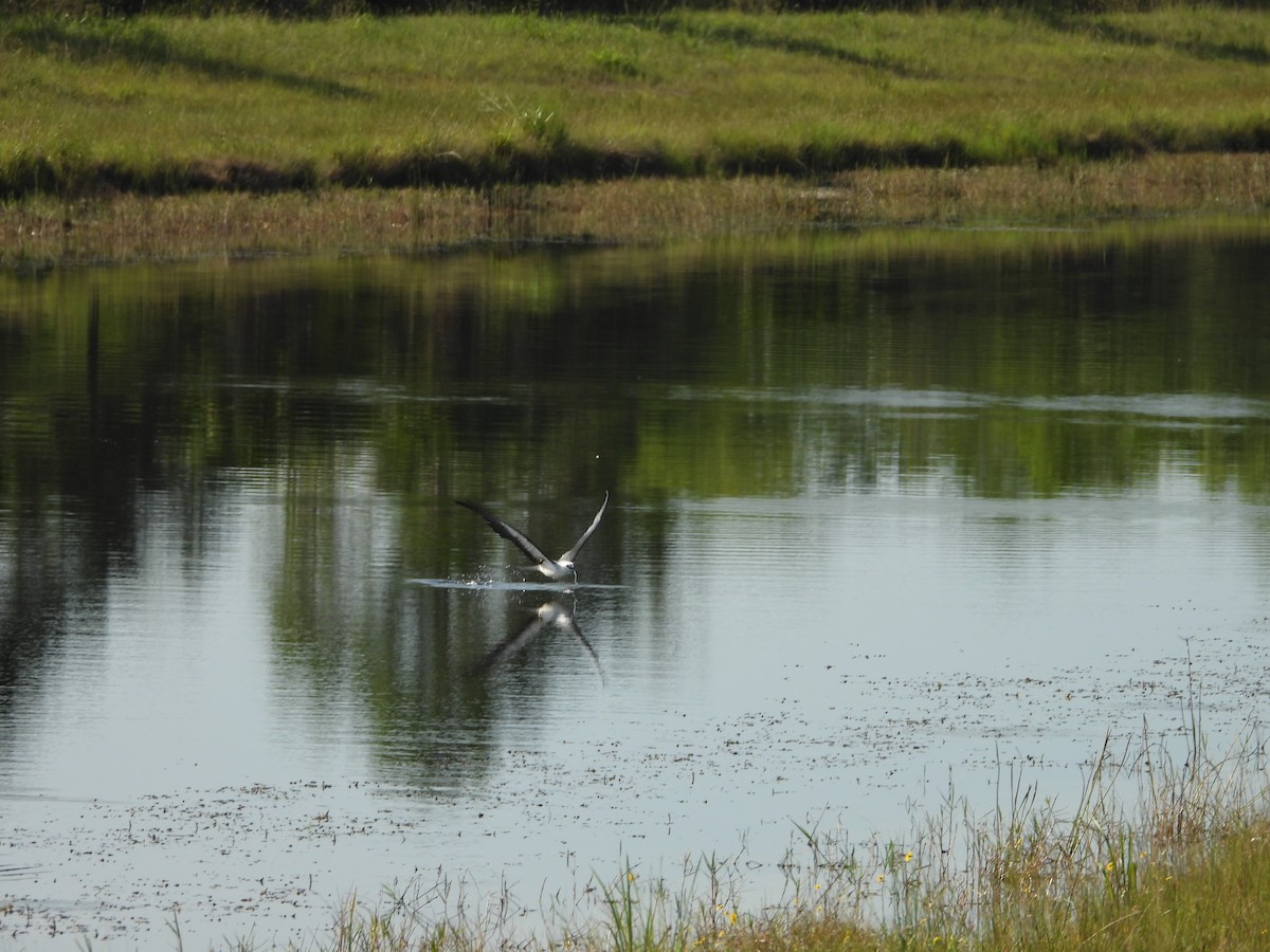 Swallow-tailed Kite - ML638873847