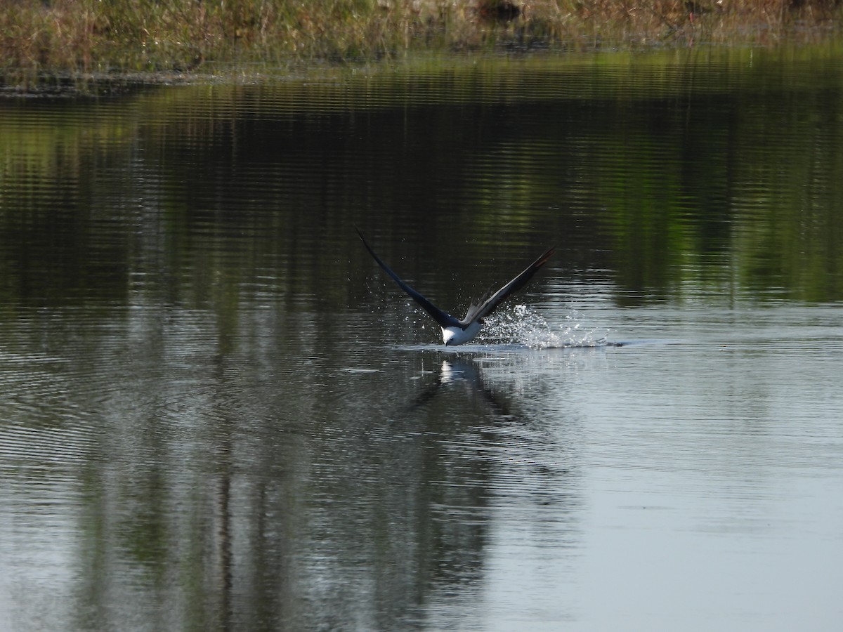 Swallow-tailed Kite - ML638873848