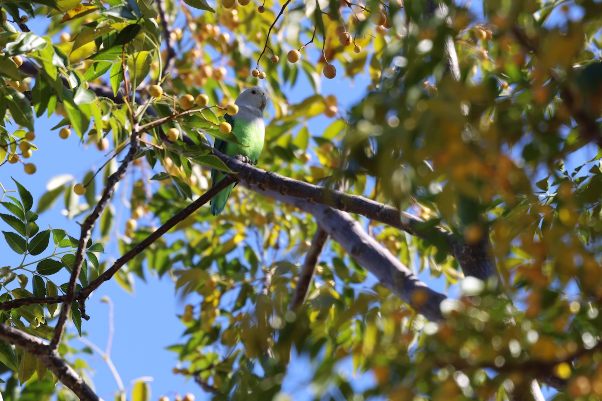 Gray-headed Lovebird - ML638873869
