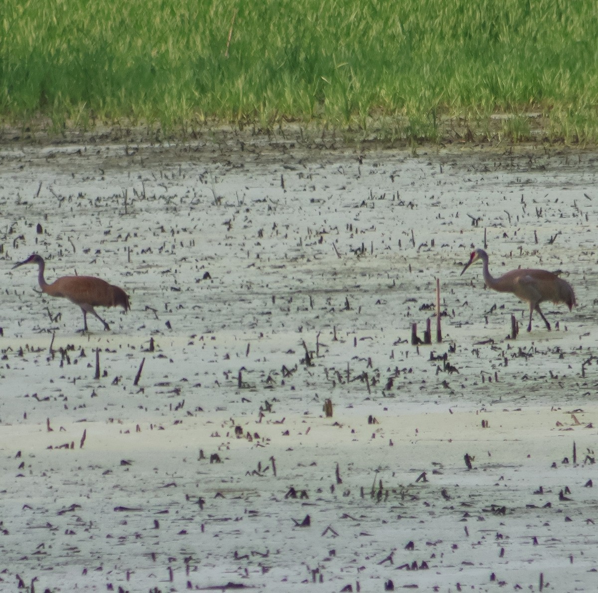 Sandhill Crane - ML638873874