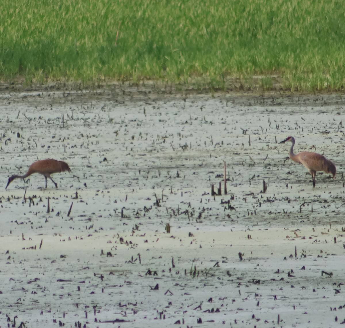 Sandhill Crane - ML638873875