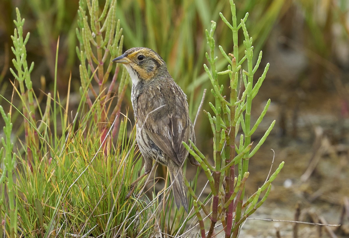 Saltmarsh Sparrow - ML638873879