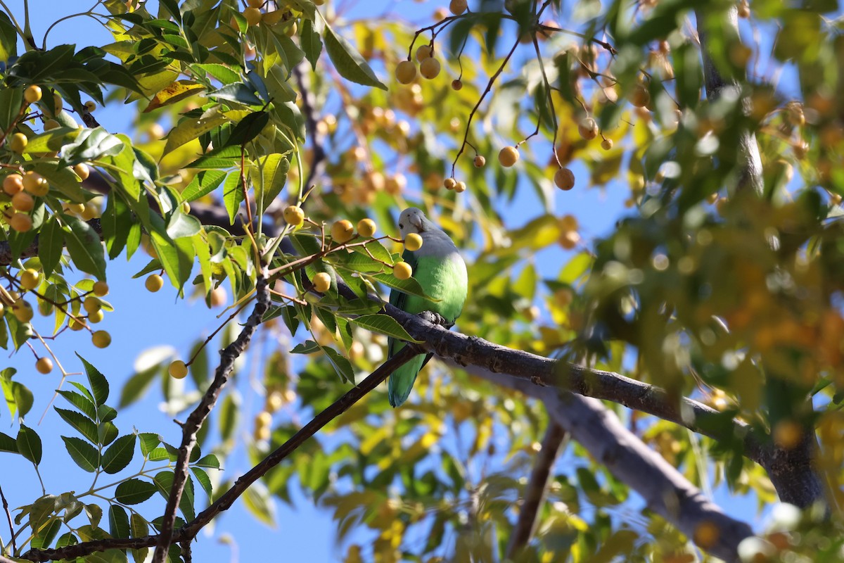 Gray-headed Lovebird - ML638873883