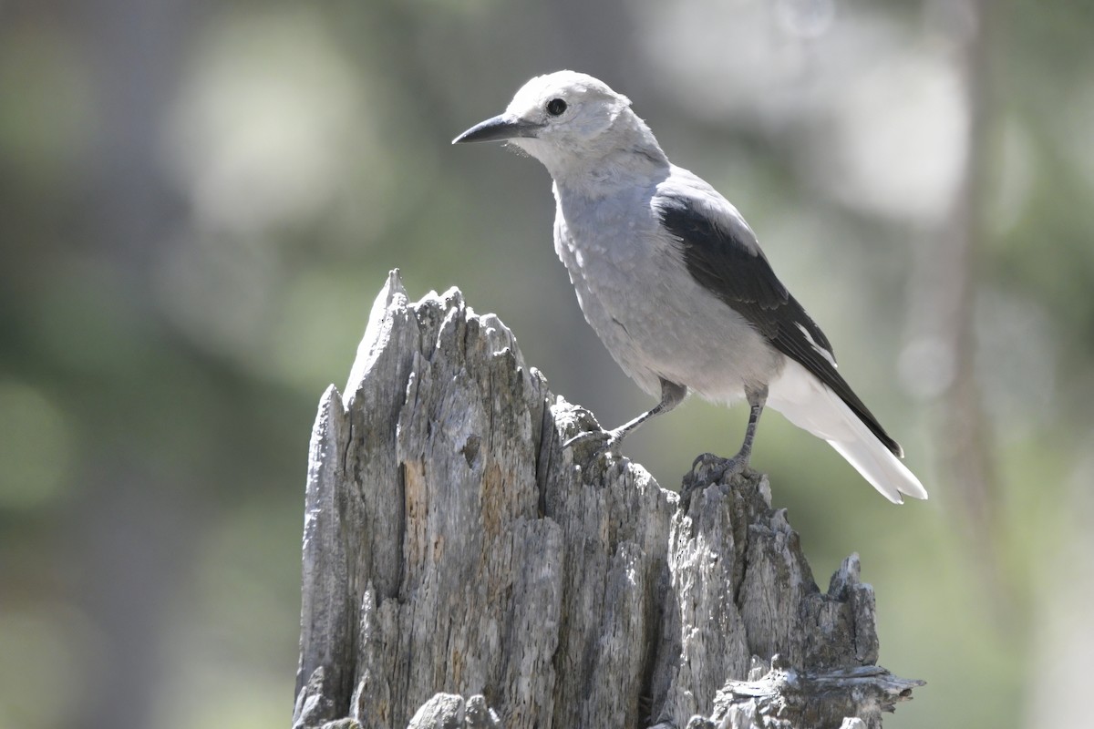 Clark's Nutcracker - ML638873930