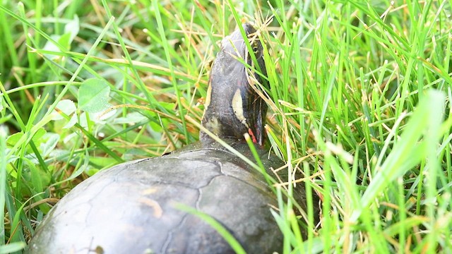 Painted Turtle - ML638873969