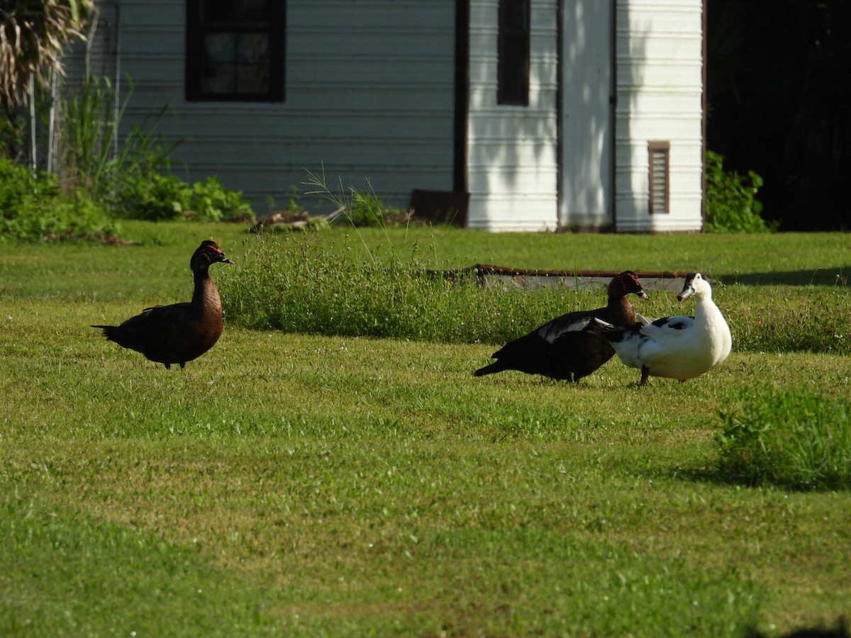 Muscovy Duck (Domestic type) - ML638873972