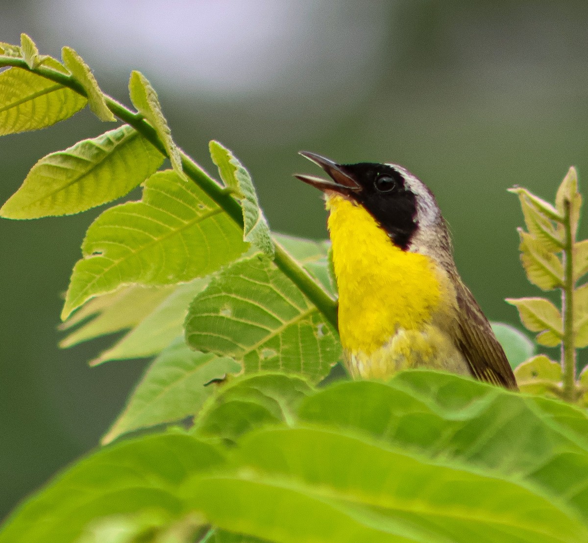 Common Yellowthroat - ML638874008