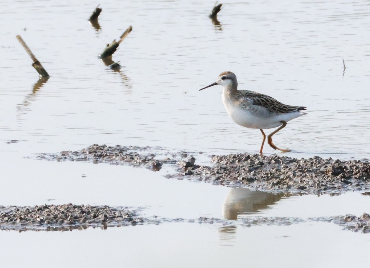 Wilson's Phalarope - ML638874010