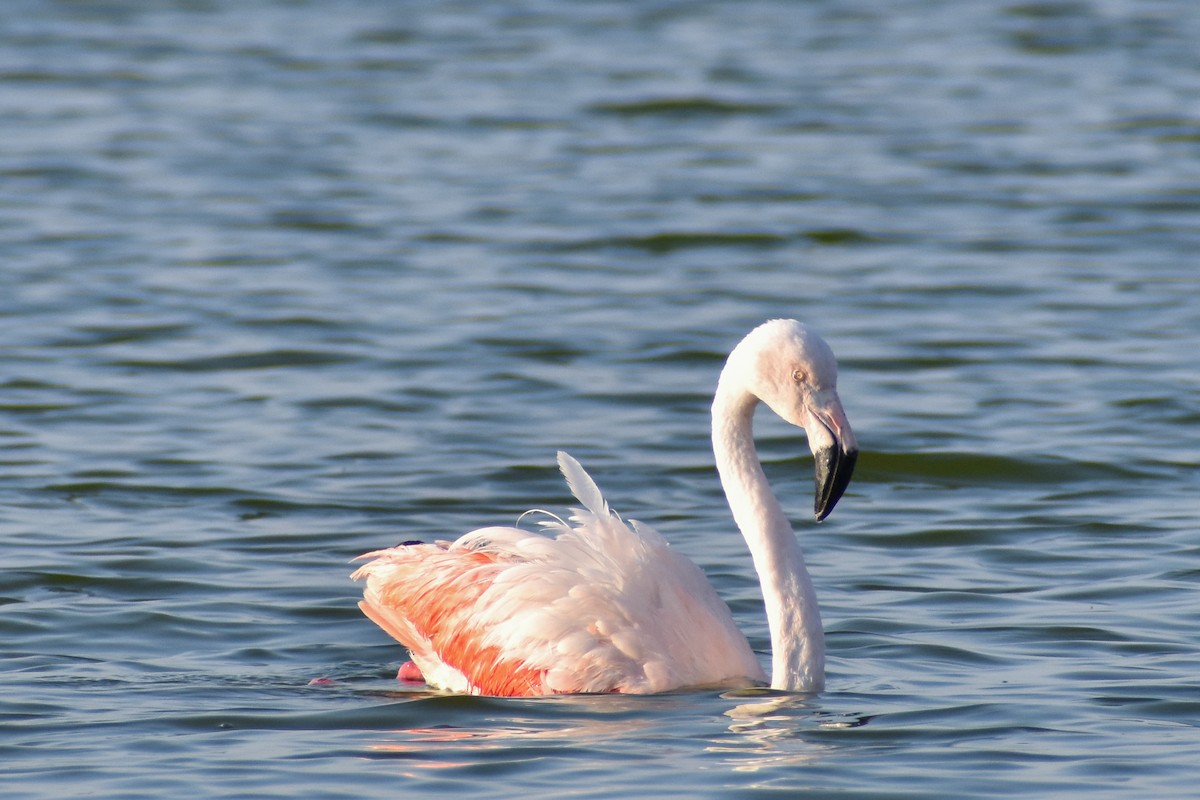 Chilean Flamingo - ML638874016