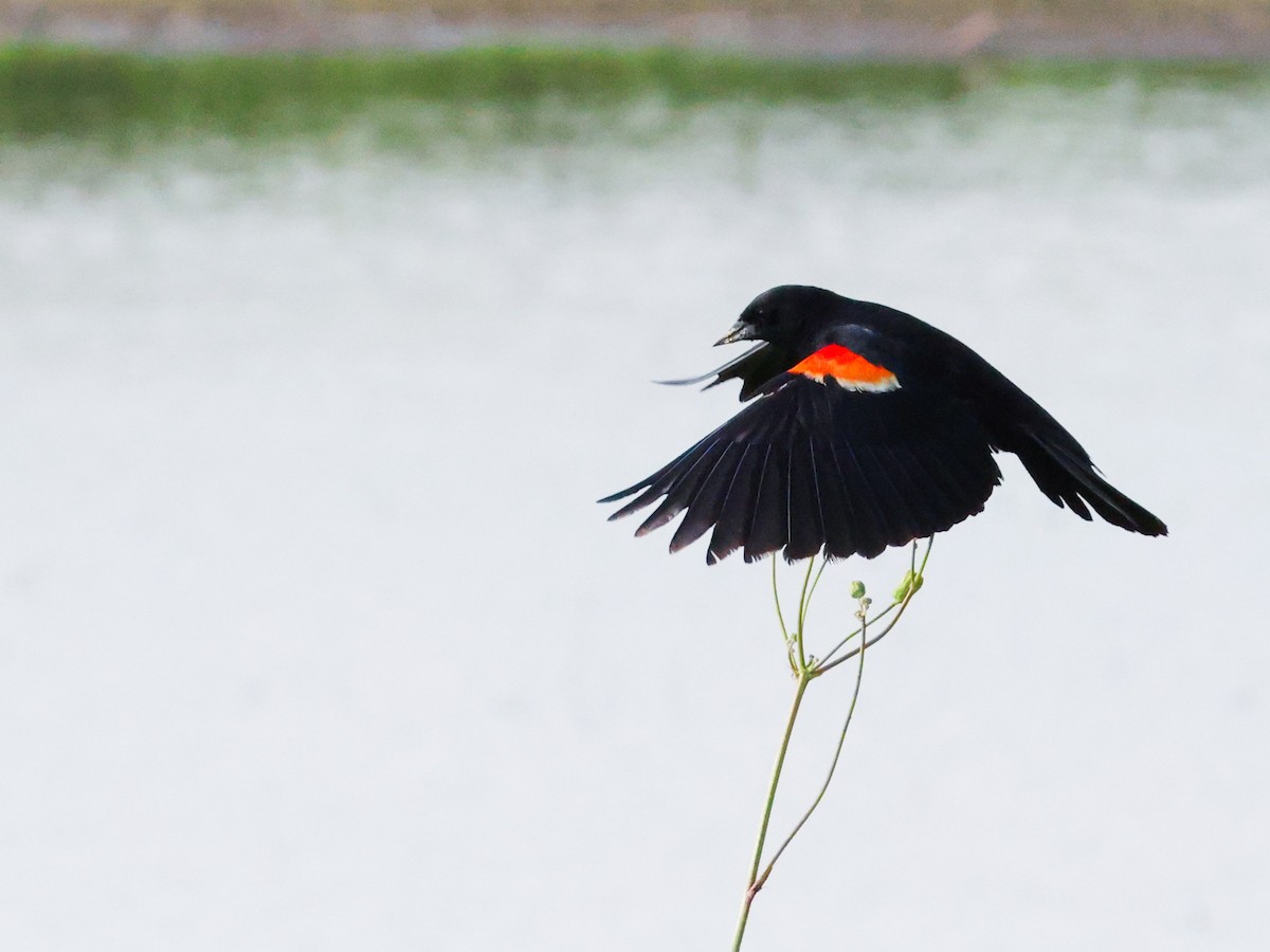 Red-winged Blackbird - ML638874022