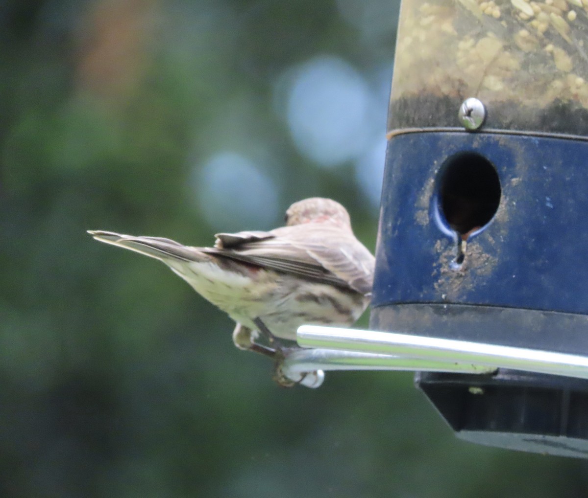 House Finch - ML638874031