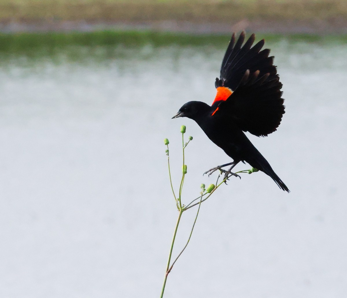 Red-winged Blackbird - ML638874037