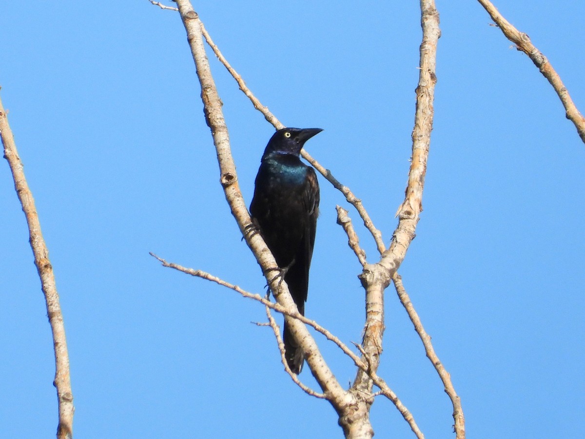 Common Grackle - ML638874042