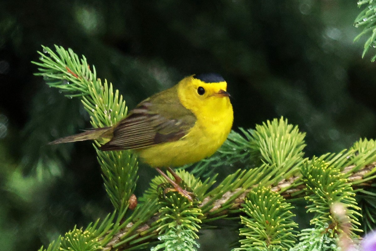 Wilson's Warbler - ML638874043