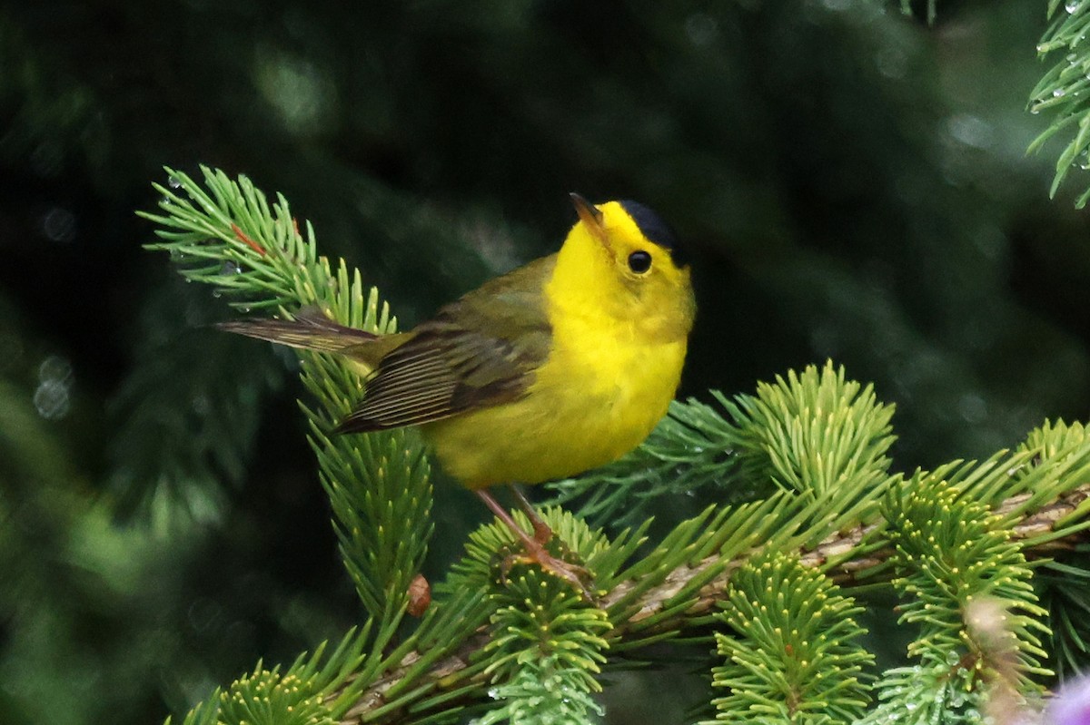 Wilson's Warbler - ML638874044