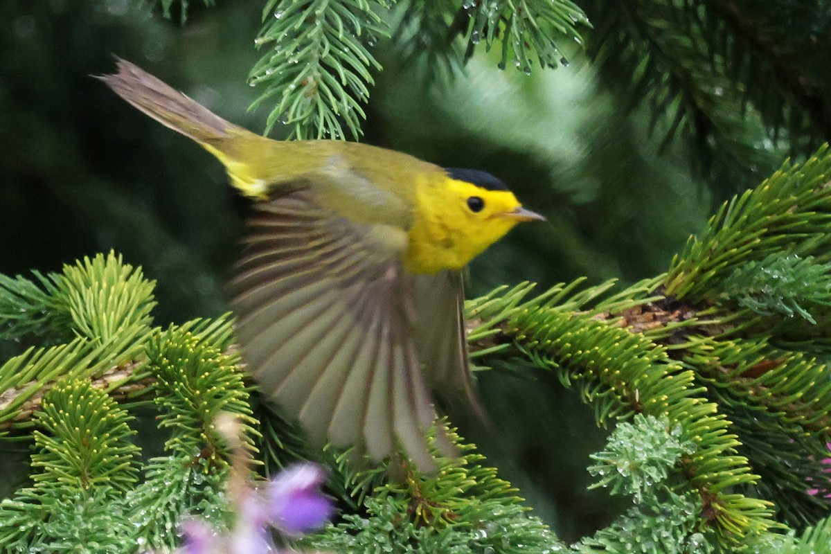 Wilson's Warbler - ML638874045