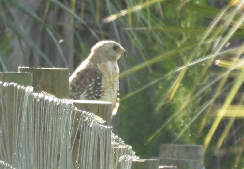 Red-shouldered Hawk - ML638874047