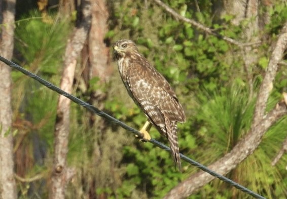 Red-shouldered Hawk - ML638874048