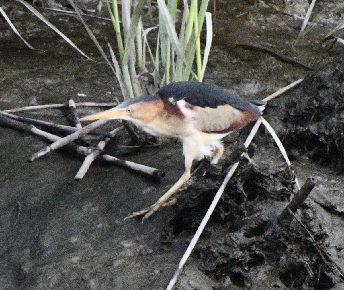 Least Bittern - ML638874053