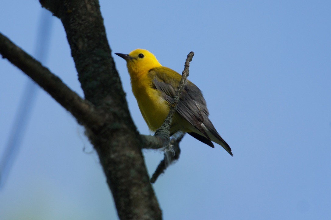 Prothonotary Warbler - ML638874054