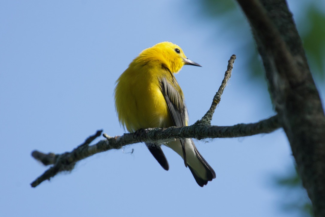 Prothonotary Warbler - ML638874059