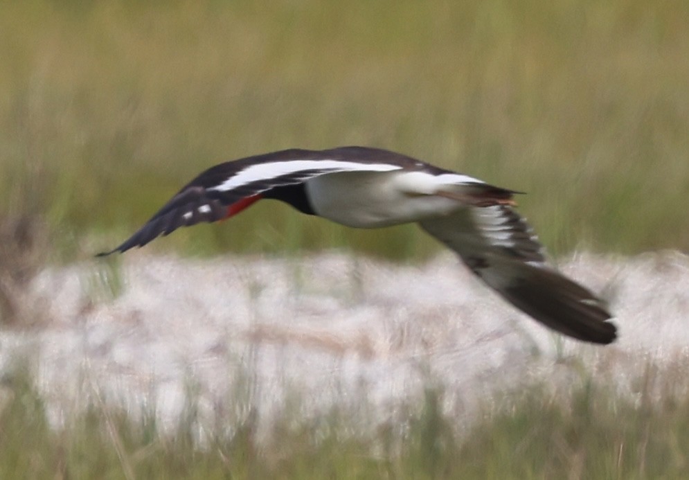 American Oystercatcher - ML638874065