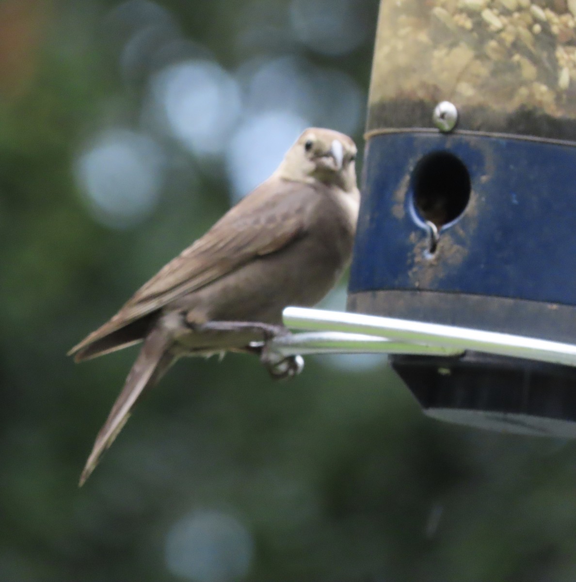 Brown-headed Cowbird - ML638874070