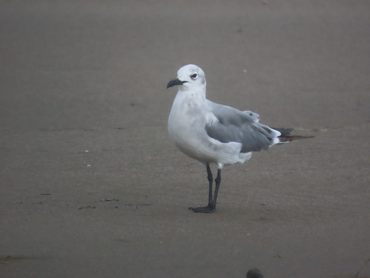 Laughing Gull - ML638874071