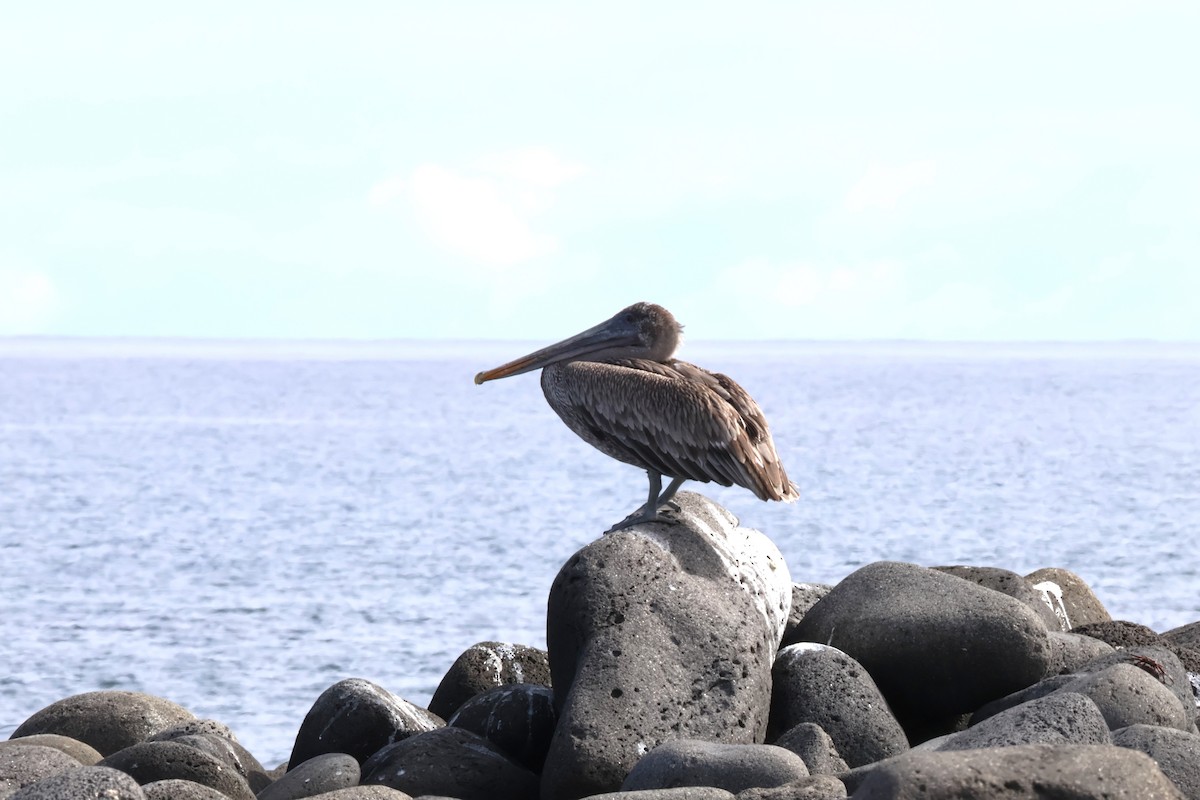 Brown Pelican (Galapagos) - ML638874073