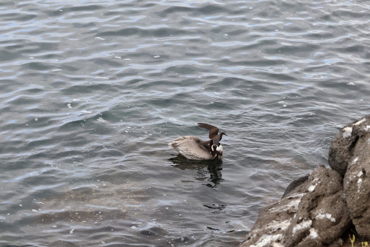 Brown Pelican (Galapagos) - ML638874074