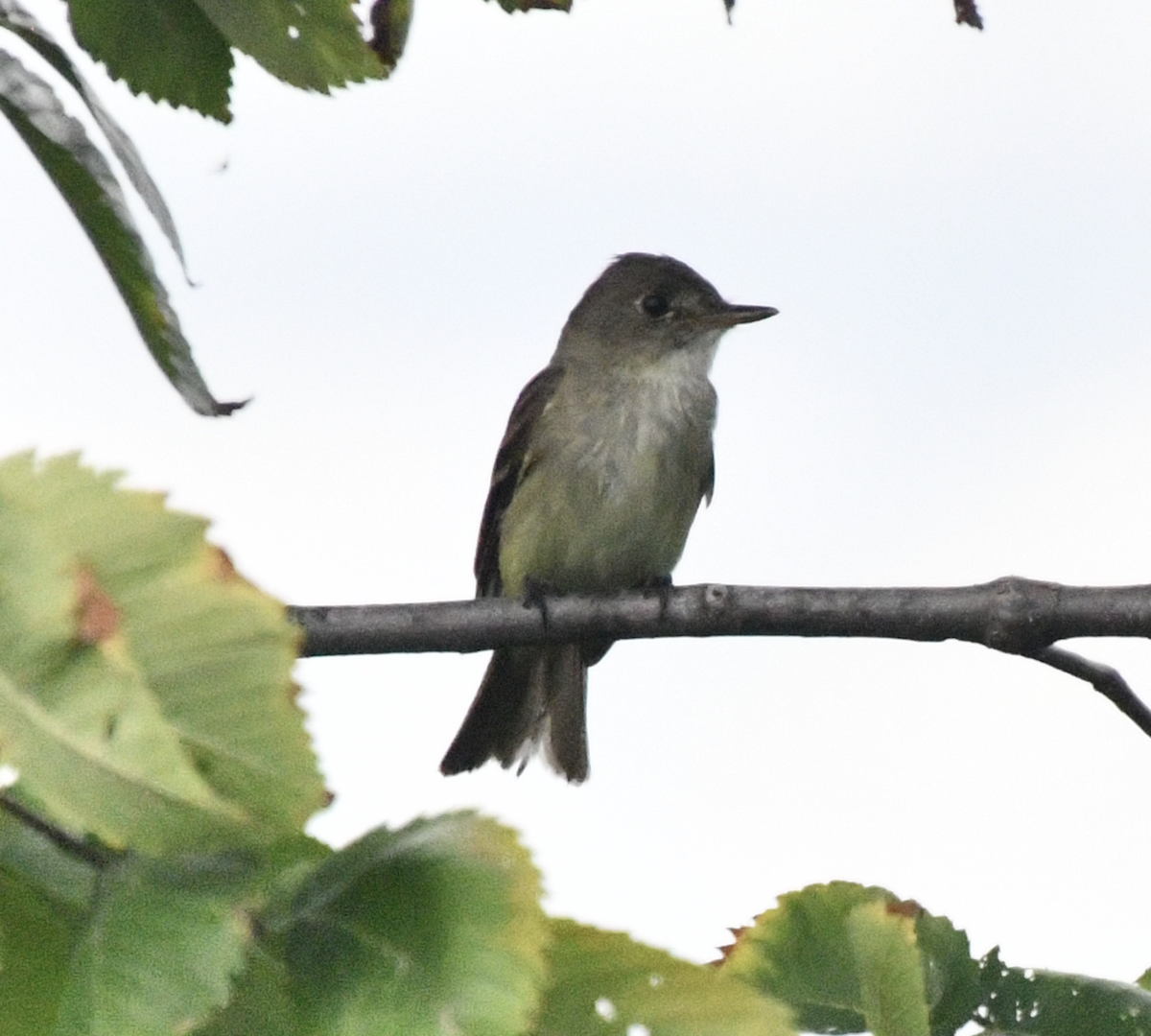 Willow Flycatcher - ML638874075