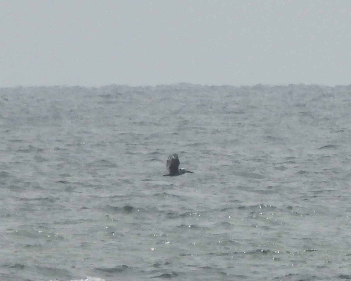 Brown Pelican - ML638874077