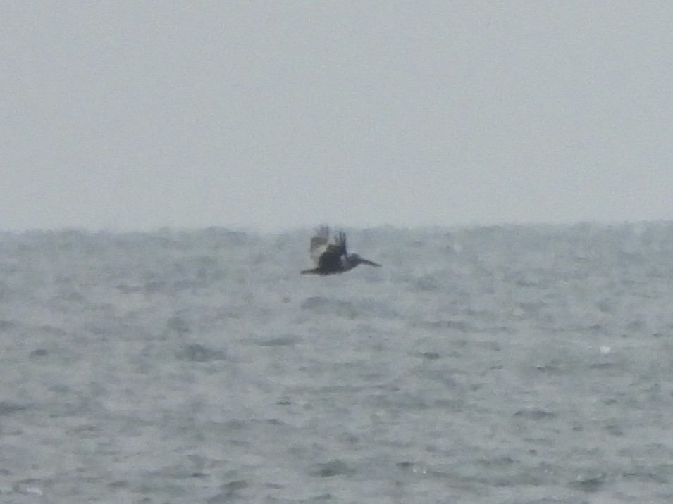 Brown Pelican - ML638874078