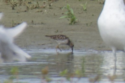 Semipalmated Plover - ML638874079