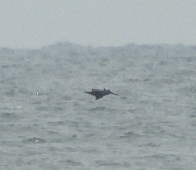 Brown Pelican - ML638874080