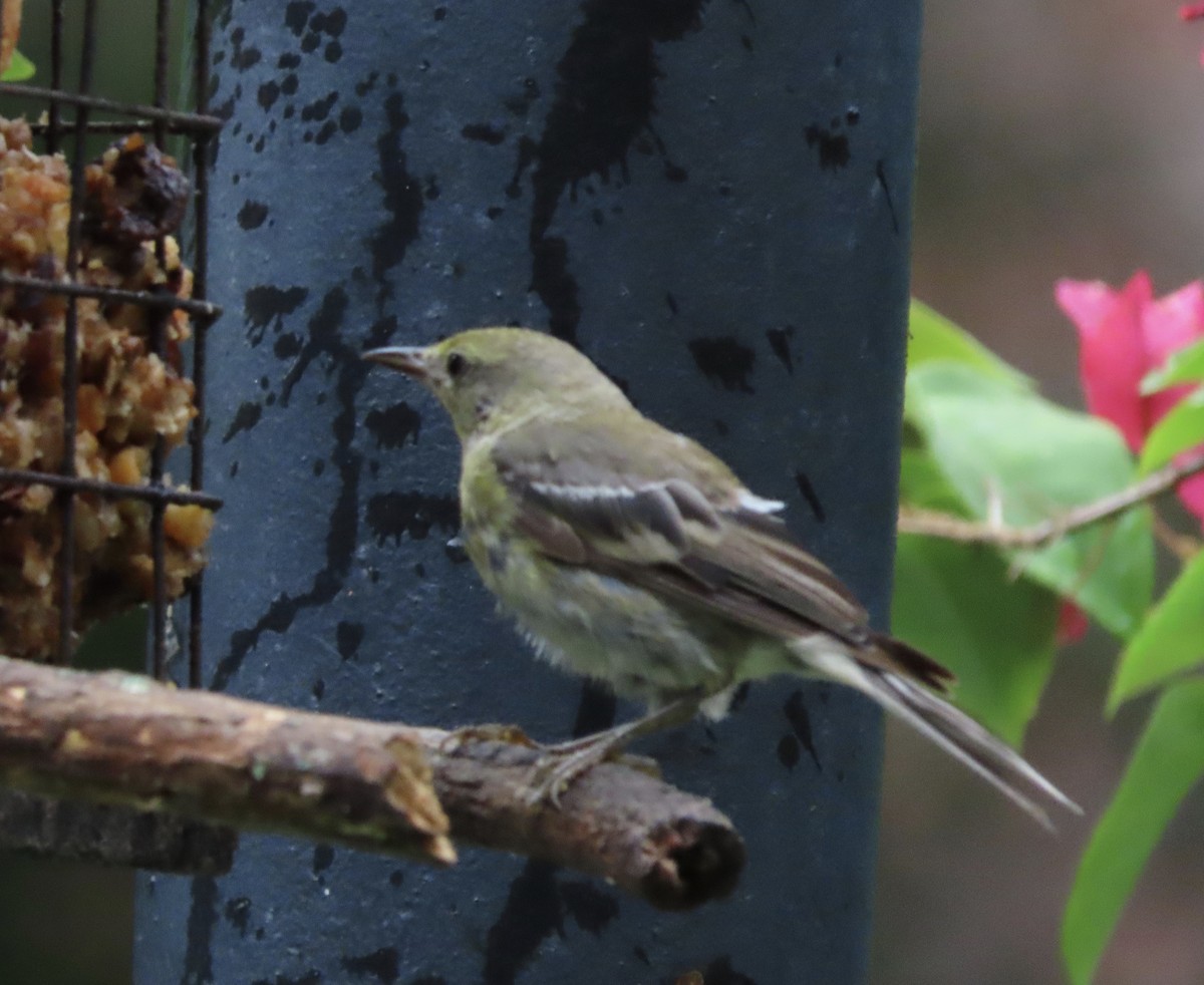 Pine Warbler - ML638874084