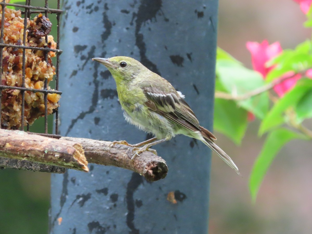 Pine Warbler - ML638874085